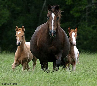 Rare Odds ~ Pony Gives Birth To Twins  Simply Marvelous 